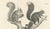After Schinz, Squirrels & Flying Squirrels, 19th Century, Lithographs, Set of 2 For Sale - Image 5 of 9