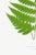 Fern Art Print – Vintage Green Botanical Illustration, 8" X 12" For Sale In Buffalo - Image 6 of 8