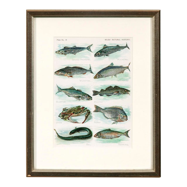 Custom Framed Encyclopedia Illustration For Sale