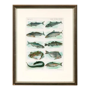 Custom Framed Encyclopedia Illustration