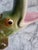 1960s Freeman McFarlin Jardiniere Majolica Pottery Alligator Planter, Attributed For Sale - Image 12 of 14