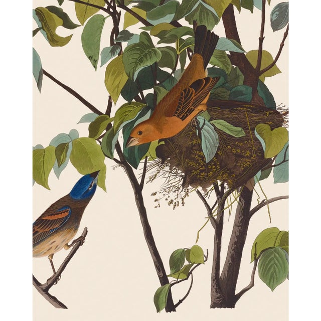 Introducing the Duchess Edition: a refined collection of Audubon Bird Giclée reproductions that elevate the timeless...