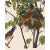 Introducing the Duchess Edition: a refined collection of Audubon Bird Giclée reproductions that elevate the timeless...