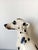 Vintage Ceramic Dalmatian Dog, Italy, 1970s For Sale - Image 11 of 14