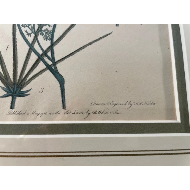 Antique Custom Framed Botanical Engravings - a Pair For Sale - Image 6 of 12