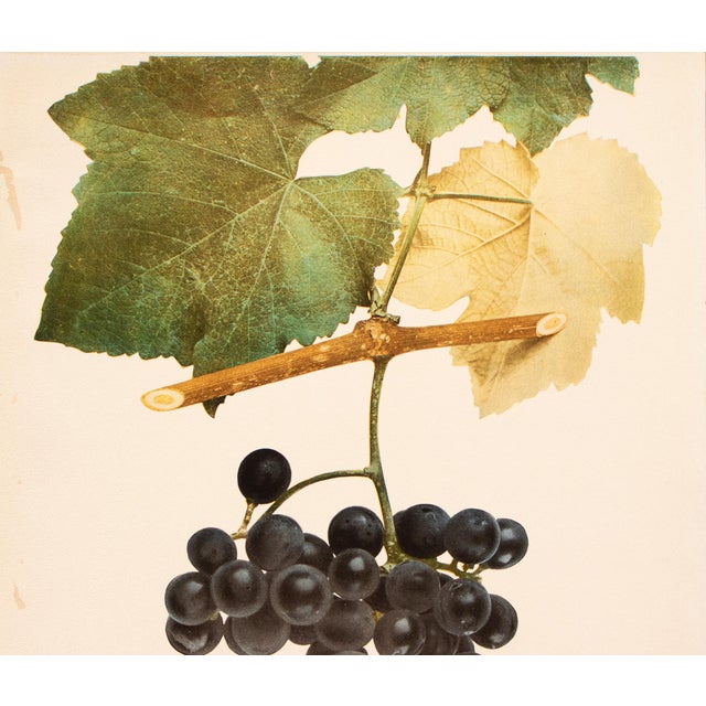 Farmhouse 1900s U. P. Hedrick, Original Antique Photogravure of Creveling Grapes For Sale - Image 3 of 6
