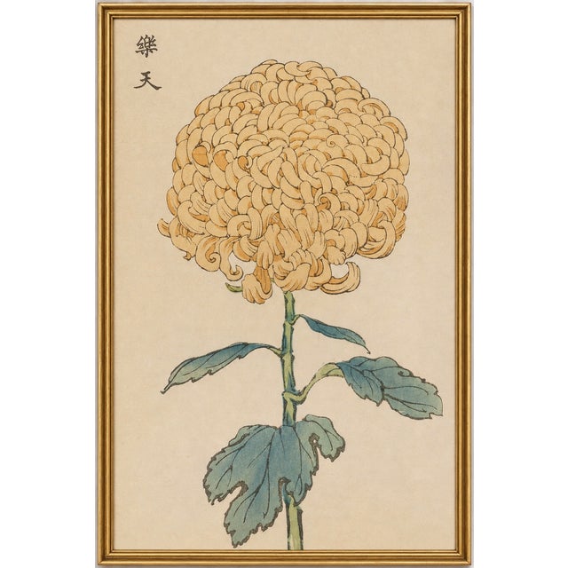 Chrysanthemum by Keika Hasegawa, Vintage Japanese Botanical Art Print, 8" X 12" For Sale In Buffalo - Image 6 of 8