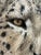 Anne Andersson Sisal Fiber Snow Leopard 2006 For Sale - Image 9 of 12