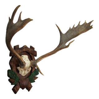 Large Black Forest Fallow Deer Trophy on a Carved Plaque, Germany 1940s For Sale