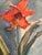 Martin Lindström, Still Life, 1960s, Oil on Canva For Sale - Image 10 of 14