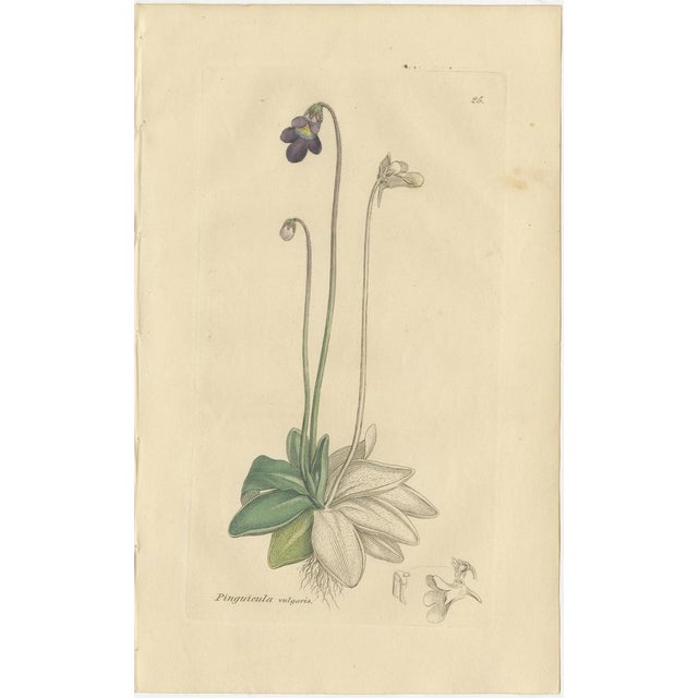 Set of 8 Antique Botanical Engravings of Pinguicula, Utricularia & Salvia, c.1830 This set of eight antique botanical...