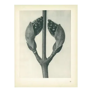 1928 Acer Rufinerve, Original Period Photogravure N22 by Karl Blossfeldt