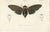 Lantern Fly and Cicada and the Eastern Dobsonfly, 1861, Paper, Set of 3 For Sale - Image 3 of 6