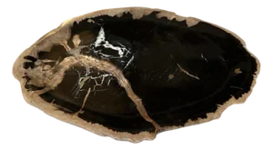 Andrianna Shamaris Petrified Wood Shallow Dish