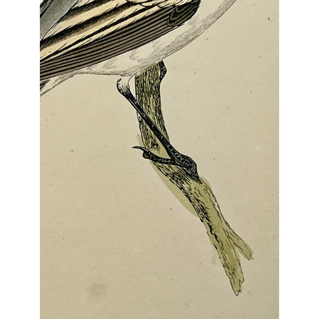 Cream Antique Hand Tinted Bird Print From England Featuring a White Wagtail With Grey & Black Accents - Circa 1880 For Sale - Image 8 of 11