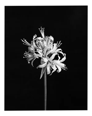 Spider Lily - Analogue Black and White Floral Photography, Limited Edition 20 2024