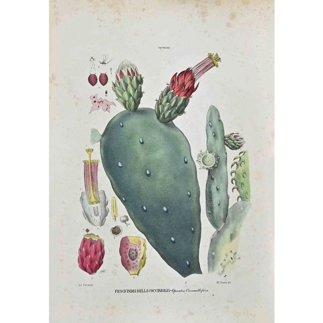 Vincenzo Tenore, The Cactaceae, Lithograph, 1870s For Sale