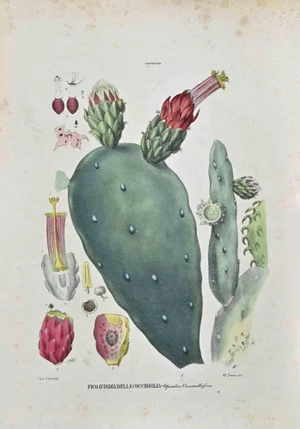 Vincenzo Tenore, The Cactaceae, Lithograph, 1870s