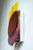 Glass Handcrafted Glass Wall Light by Olga Meyzinger For Sale - Image 7 of 9