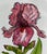 Giclee Print of Watercolor Ink and Wash Small Painting “Pink Iris” For Sale - Image 4 of 10