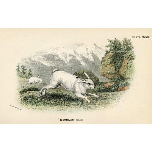 Set of 6 original antique Mammal prints published in England in the 1890s. They were part of a natural history folio...