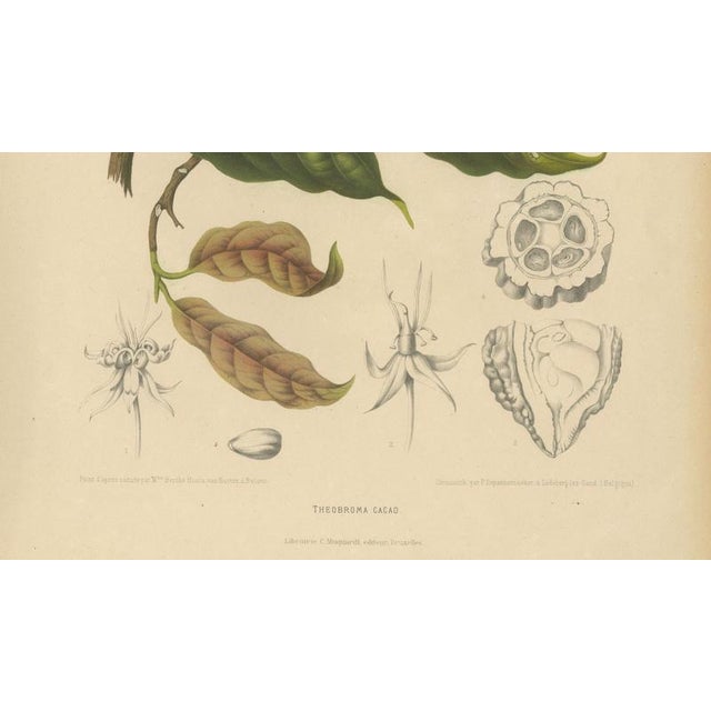 Berthe Hoola van Nooten, Cacao Tree (Theobroma Cacao), 1880, Chromolithograph For Sale - Image 6 of 9