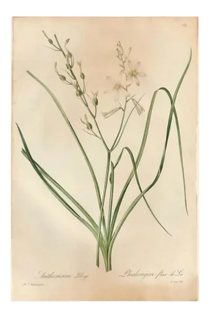 Phalangium Liliago Hand Colored Engraving Signed p.j. Redoute