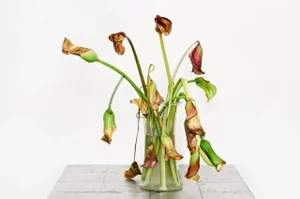 "Lisa" Large Contemporary Still Life Flower Photograph by Les Schmidt