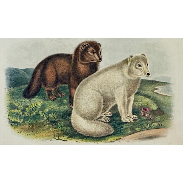 Figurative Artic Fox Original by John James Audubon, 1842 For Sale - Image 3 of 4