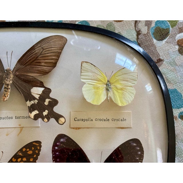 Mid 20th Century Mid-20th Century English Butterfly Specimen Case For Sale - Image 5 of 6