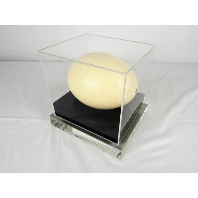 1960s Lucite Display Case With Ostrich Egg For Sale - Image 5 of 8