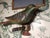 Antique Carved Wooden Bird, 1890s For Sale - Image 5 of 15