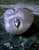 Stone 1965 Signed Hand-Painted Watching Rock Stone Artwork Paperweight For Sale - Image 7 of 7