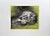 Late 20th Century Arnold A. Grossman, Skull, 1990 For Sale - Image 5 of 5