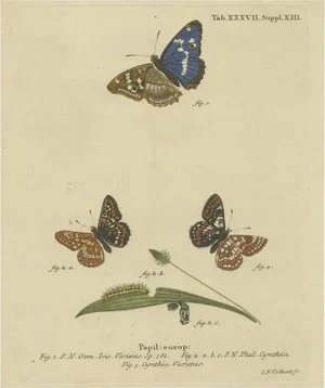 Eugenius Johann Christoph Esper, Various Butterflies, Print