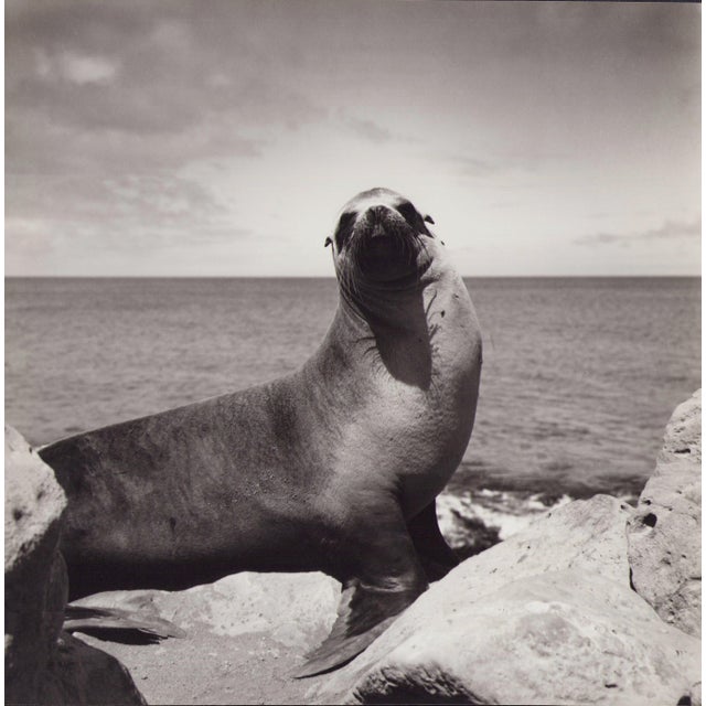 Hanna Seidel, Galápagos Seal, Black and White Photograph, 1960s For Sale - Image 3 of 3