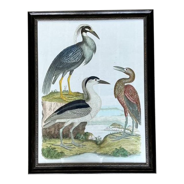 Vintage Audubon Print of Three Birds For Sale