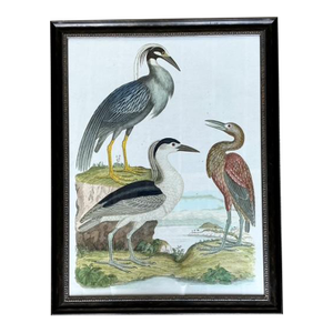Vintage Audubon Print of Three Birds