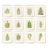Reproduction Antique Fern Botanical Unframed Prints - Set of 12 For Sale