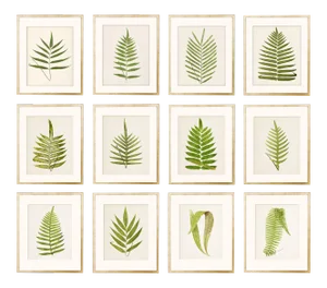 Reproduction Antique Fern Botanical Unframed Prints - Set of 12