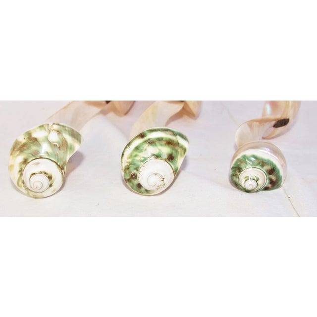 Metal Set of 3 Large Turbo Marmoratus Shell Serving Spoons For Sale - Image 7 of 8