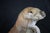 Kevin Peters "Get Your Own Starfish" Brazilian Soapstone Sea Otter Sculpture For Sale - Image 11 of 13