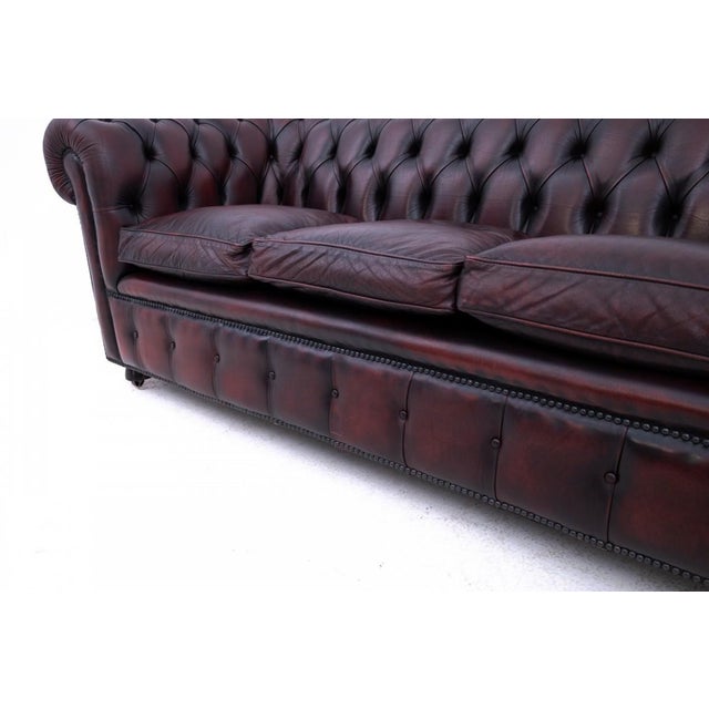 Brown Mid-Century Chesterfield Sofa, Western Europe, 1950s For Sale - Image 8 of 12