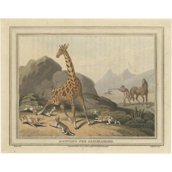 Early 19th Century Howitt, Hunting Scene of the Camelopard / Giraffe, 1813, Print For Sale - Image 5 of 5