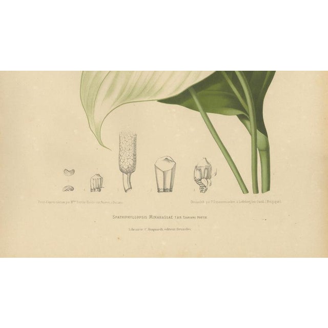 Paper Hoola van Nooten, Peace Lily, 1880, Chromolithograph For Sale - Image 7 of 9