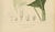 Paper Hoola van Nooten, Peace Lily, 1880, Chromolithograph For Sale - Image 7 of 9