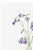 Paper Harebell, Vintage Botanical Art Print Reproduction by Mary Vaux Walcott, 32" X 48" For Sale - Image 7 of 10