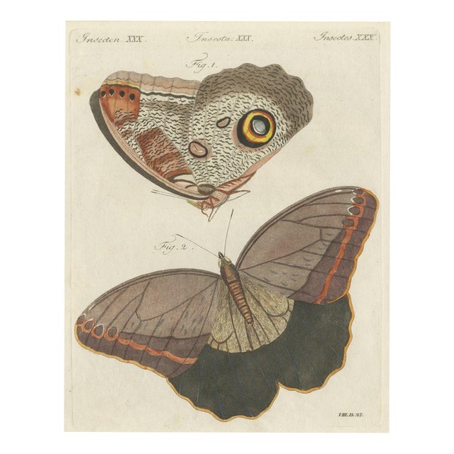 Bertuch, Owl Butterfly from Suriname, 1805, Print For Sale