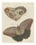 Bertuch, Owl Butterfly from Suriname, 1805, Print For Sale