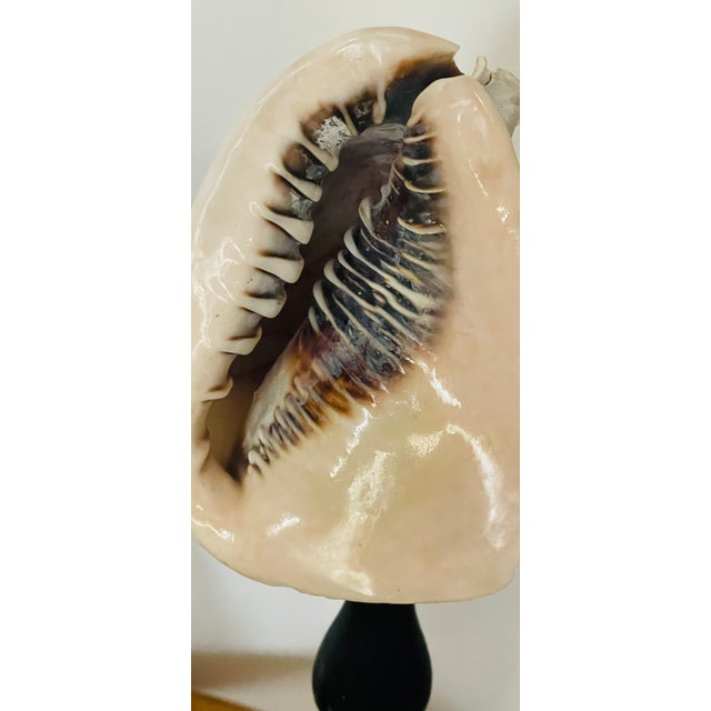 Coastal Set of 5, 1970s Large Sea Shells Collection on Stands For Sale - Image 3 of 4